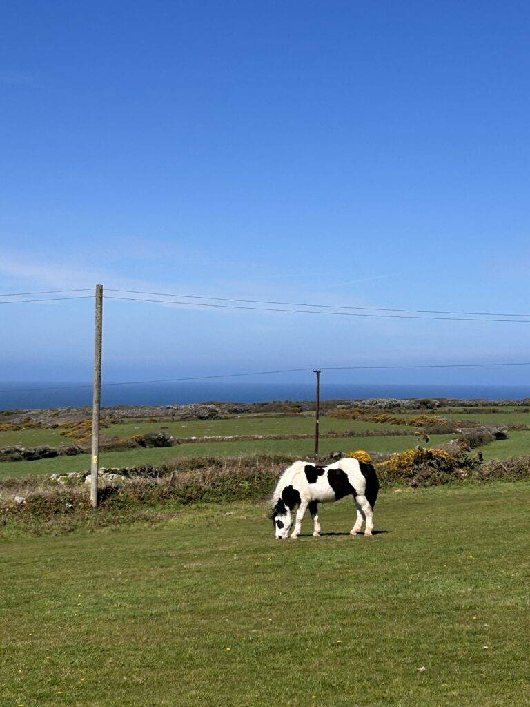 A black and white horse, grazing in a field full of green grass