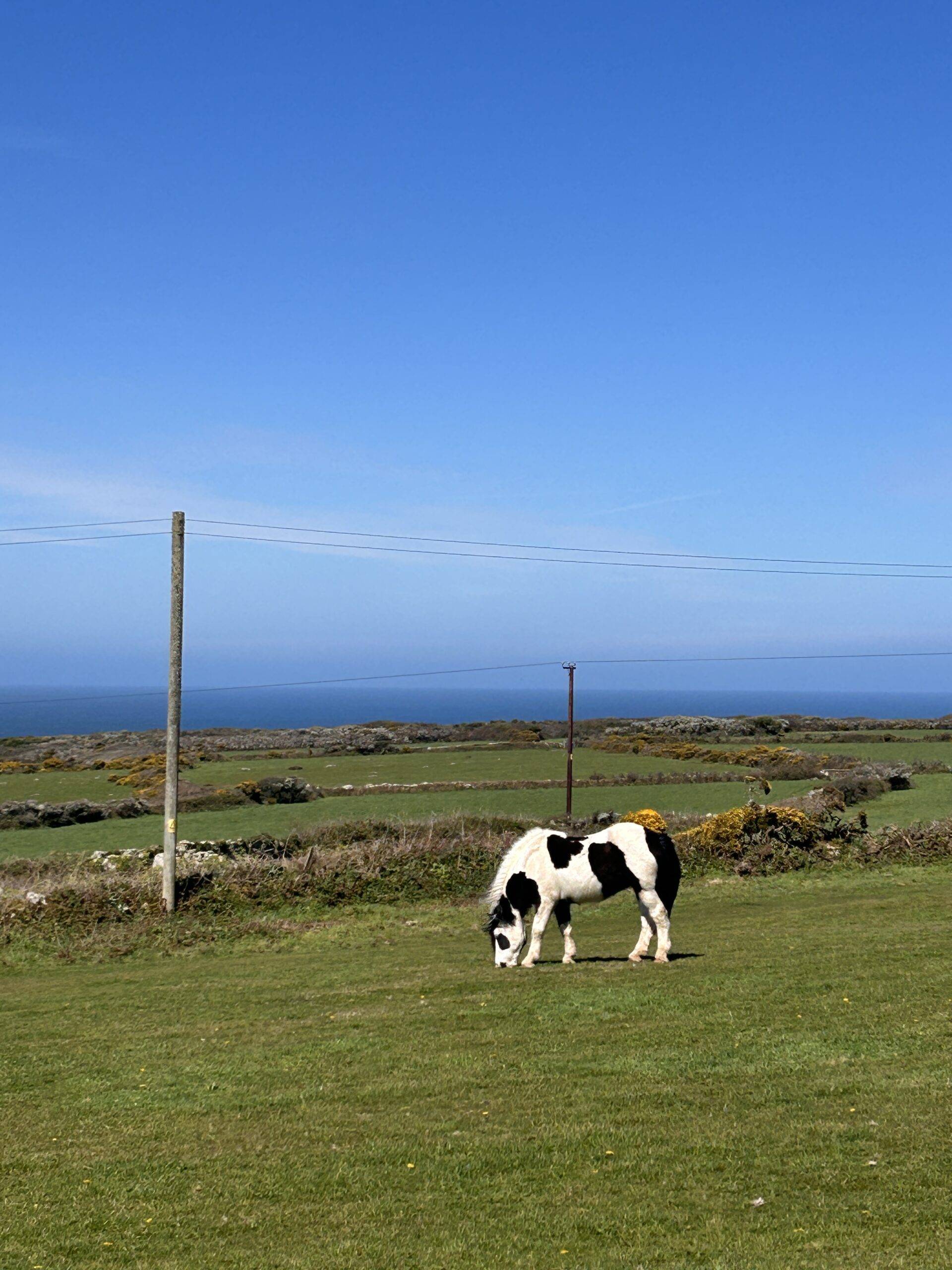 A black and white horse, grazing in a field full of green grass