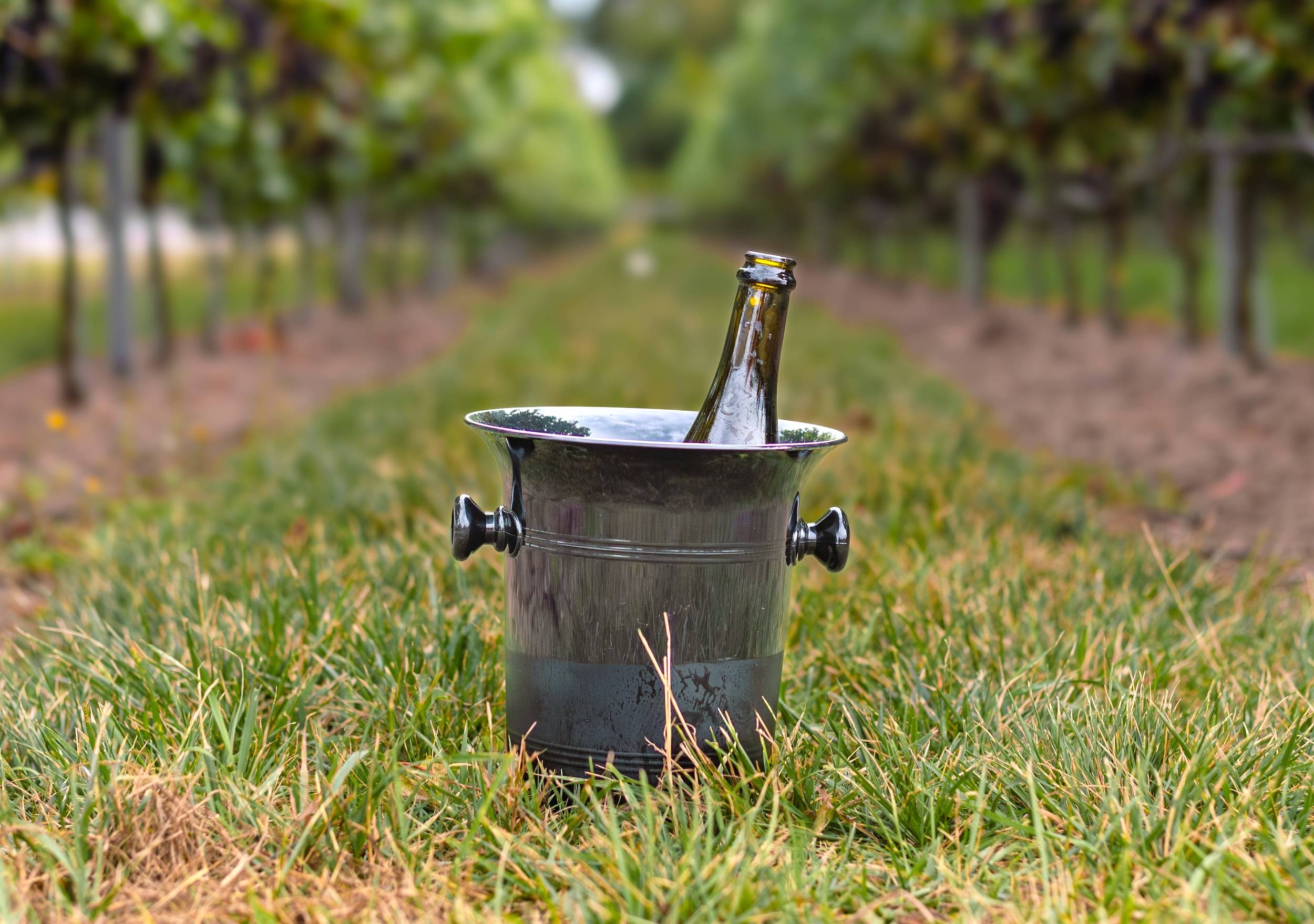 Sugrue South Downs | Award-Winning English Wines